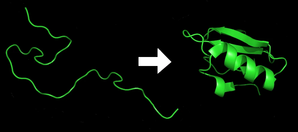 Illustration of the process of protein folding. Chymotrypsin inhibitor 2 from pdb file 1LW6.