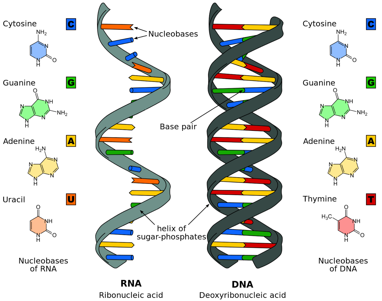 Image displaying the structural difference between DNA and RNA.