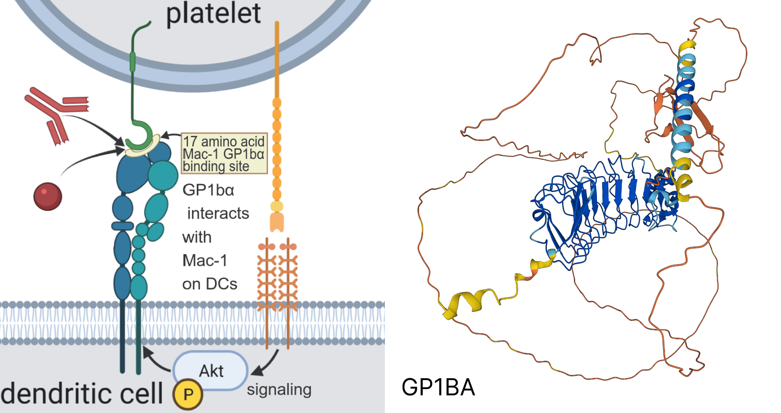 Predicted structure of Human GP1BA, a surface membrane protein which participates in the formation of platelets.