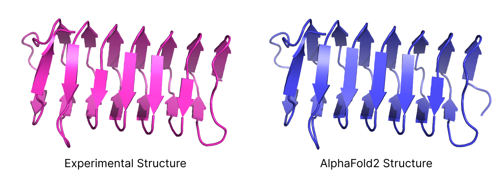 Comparison between the Experimental and AlphaFold2 predicted structure of an Antifreeze Protein from Choristoneura Fumiferana (Spruce Budworm).