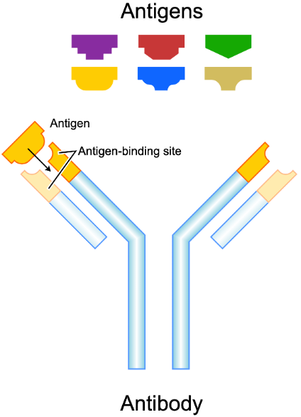Diagram of an antibody and antigen by Fvasconcellos (Source: Wikimedia Commons)