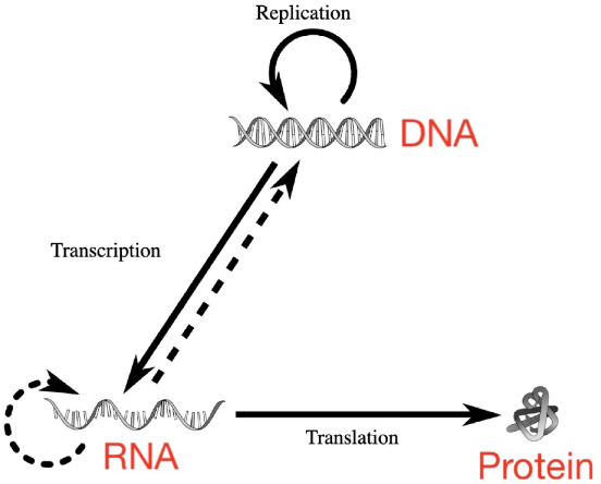 Modified image of the central dogma representing the change from DNA to RNA to protein by Philippe Hupé.