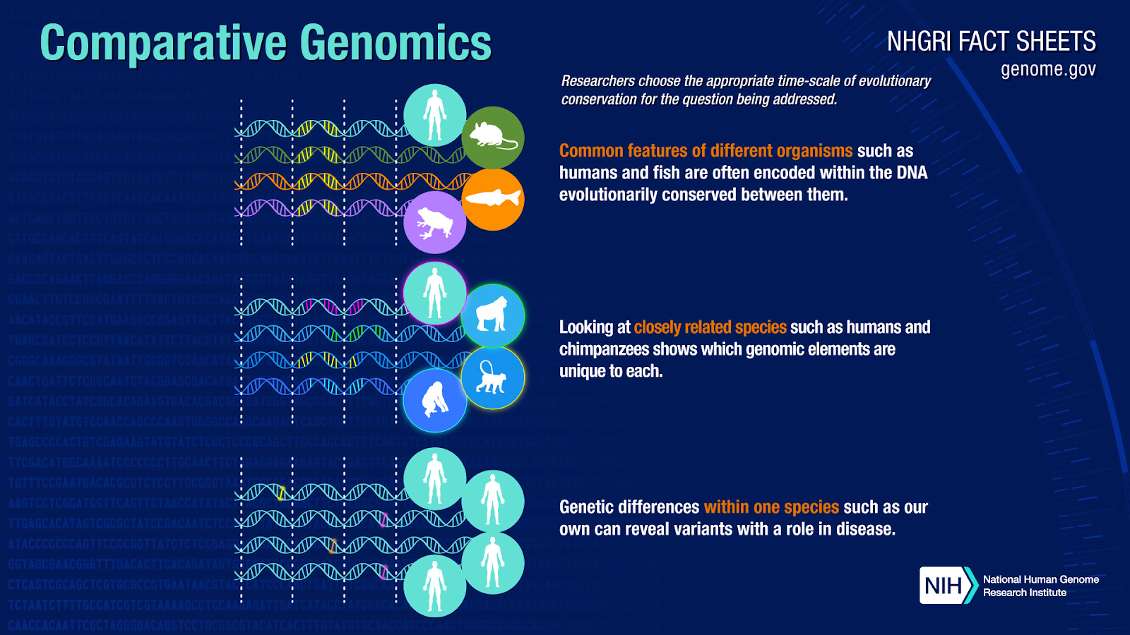 Diagram describing comparative genomics.