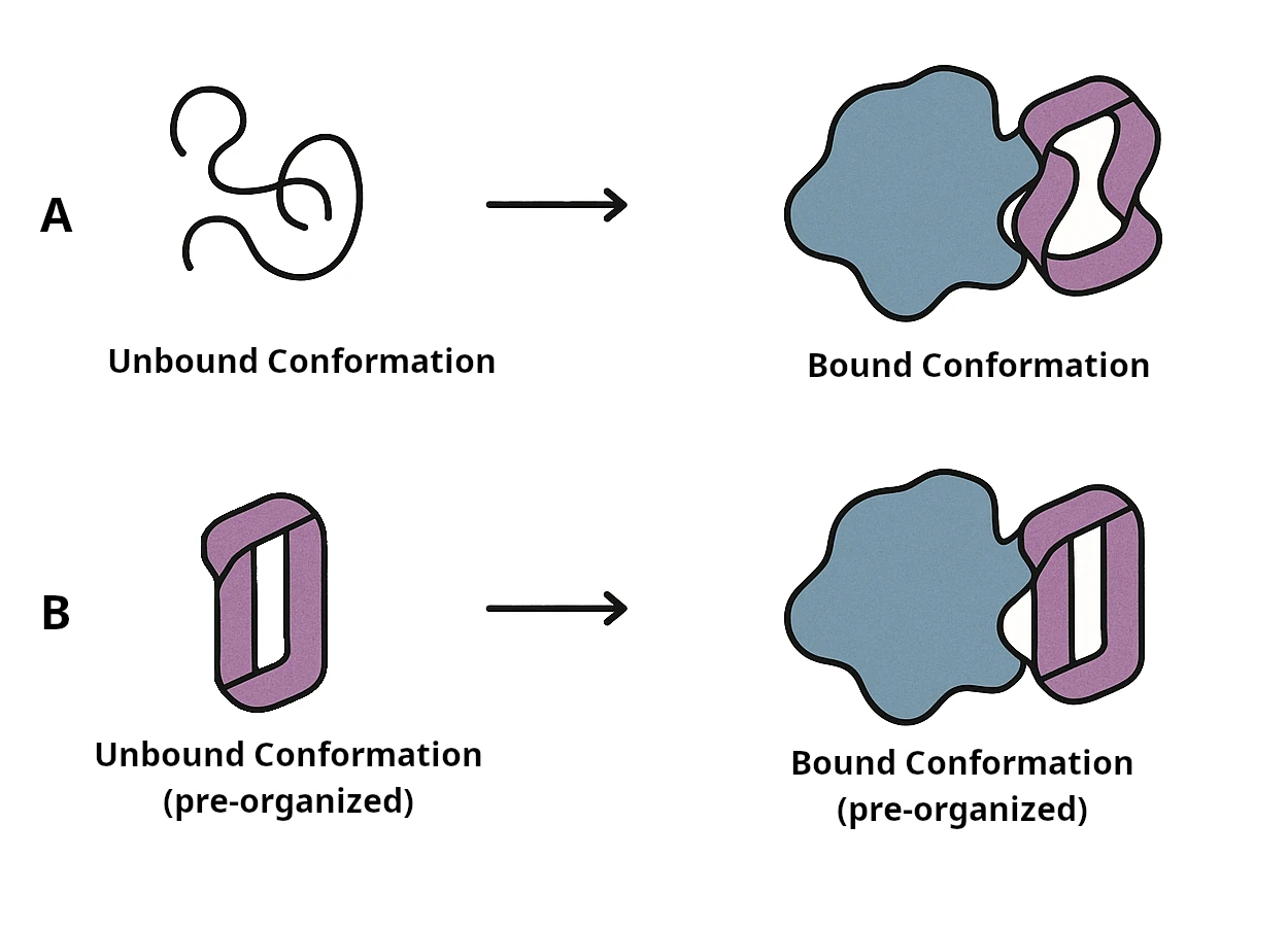 Diagram of conformational pre-organization