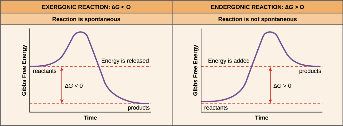 Nifty diagram explaining gibbs free energy.