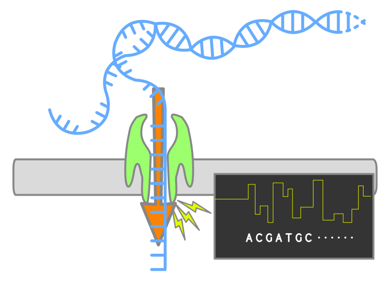 Diagram displaying a simplified version of the nanopore sequencing mechanism by DataBase Center for Life Sciences.
