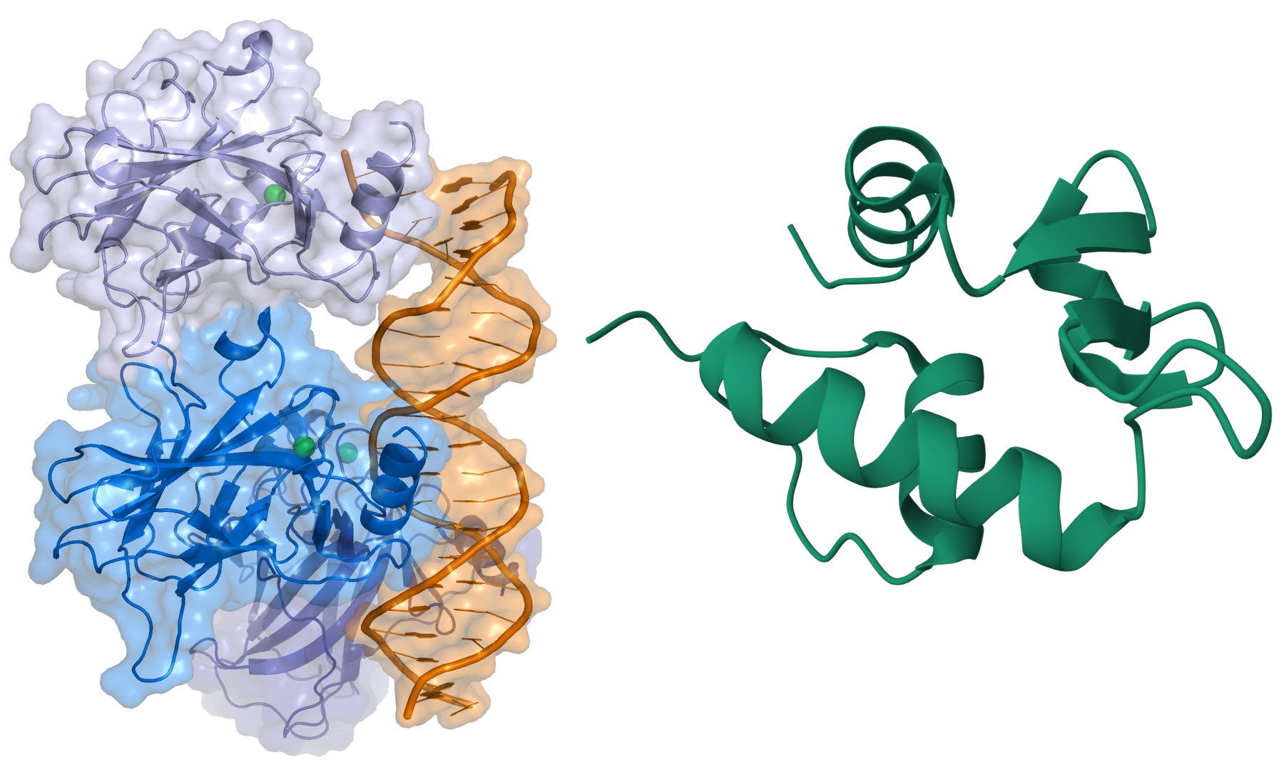 Image on the left of p53 by Wikimedia/Thomas Splettstoesser and protein MDM2 on the right (PDB: 4IPF)