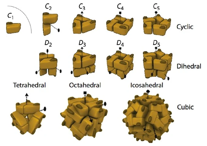 Illustration of various protein symmetries and their organization.