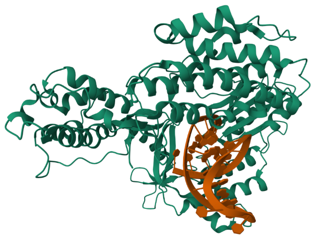 Image of the enzyme telomerase (PDB: 3KYL).